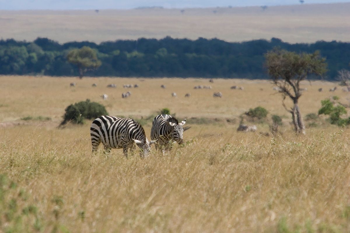 Ostafrika, Tansania, Kenia, Safari, Tierfoto, Masai Mara, Zebras