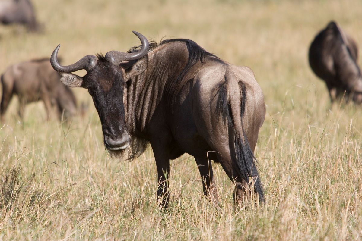 Ostafrika, Tansania, Kenia, Safari, Tierfoto, Masai Mara, Gnu, Wildebeest