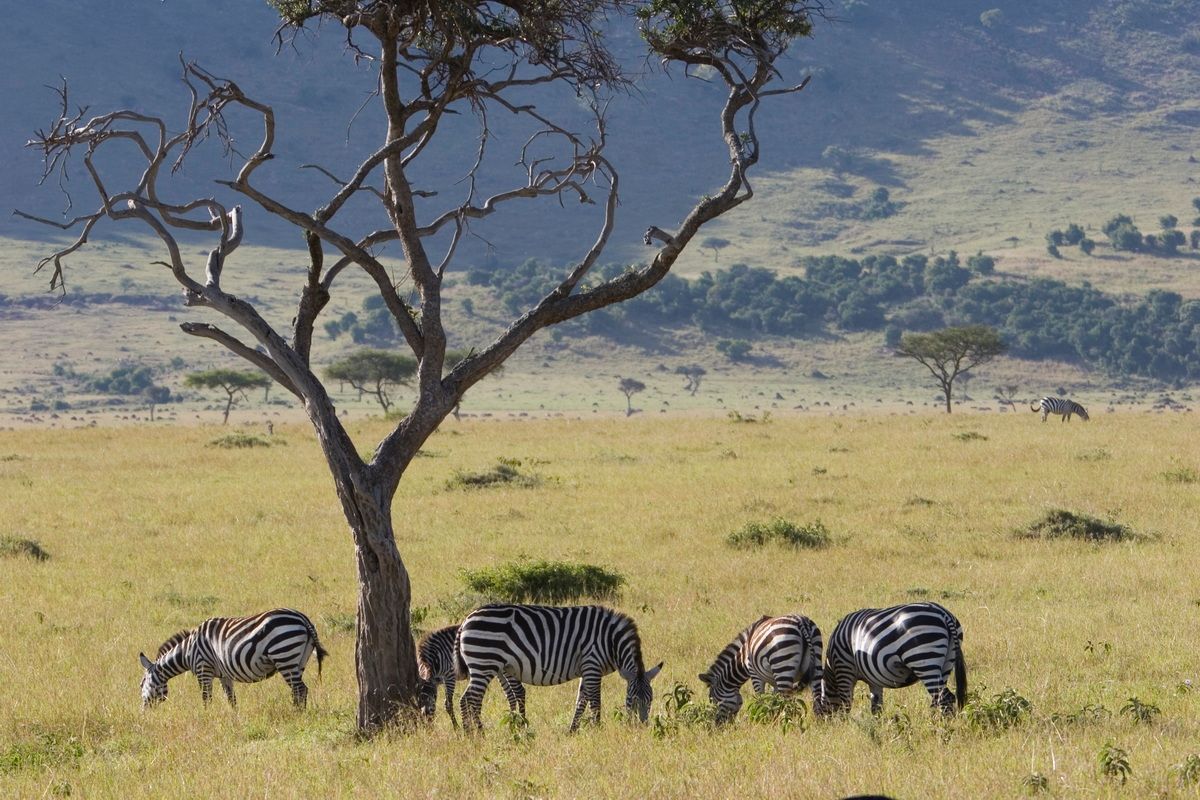 Ostafrika, Tansania, Kenia, Safari, Tierfoto, Masai Mara, Zebras