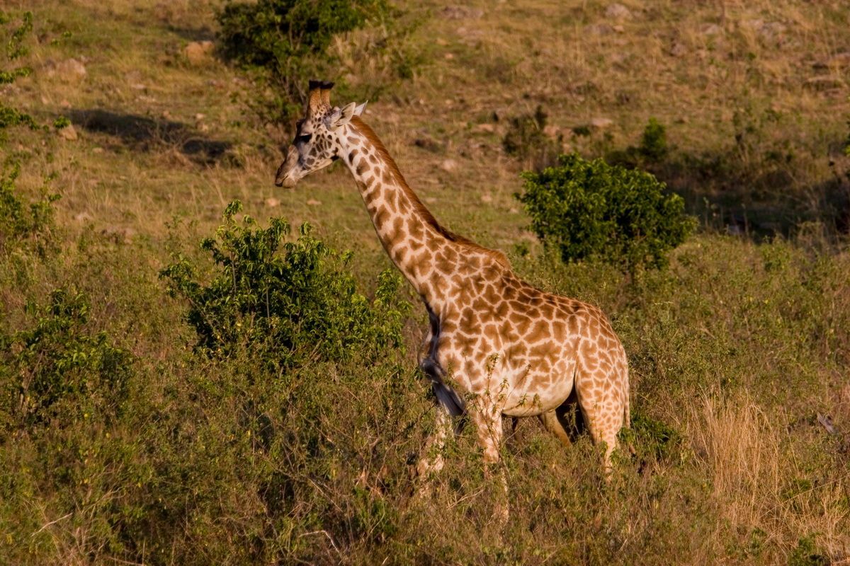 Ostafrika, Tansania, Kenia, Safari, Tierfoto, Masai Mara, Giraffe