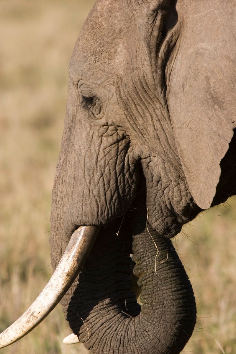 Ostafrika, Tansania, Kenia, Safari, Tierfoto, Masai Mara, Elefant