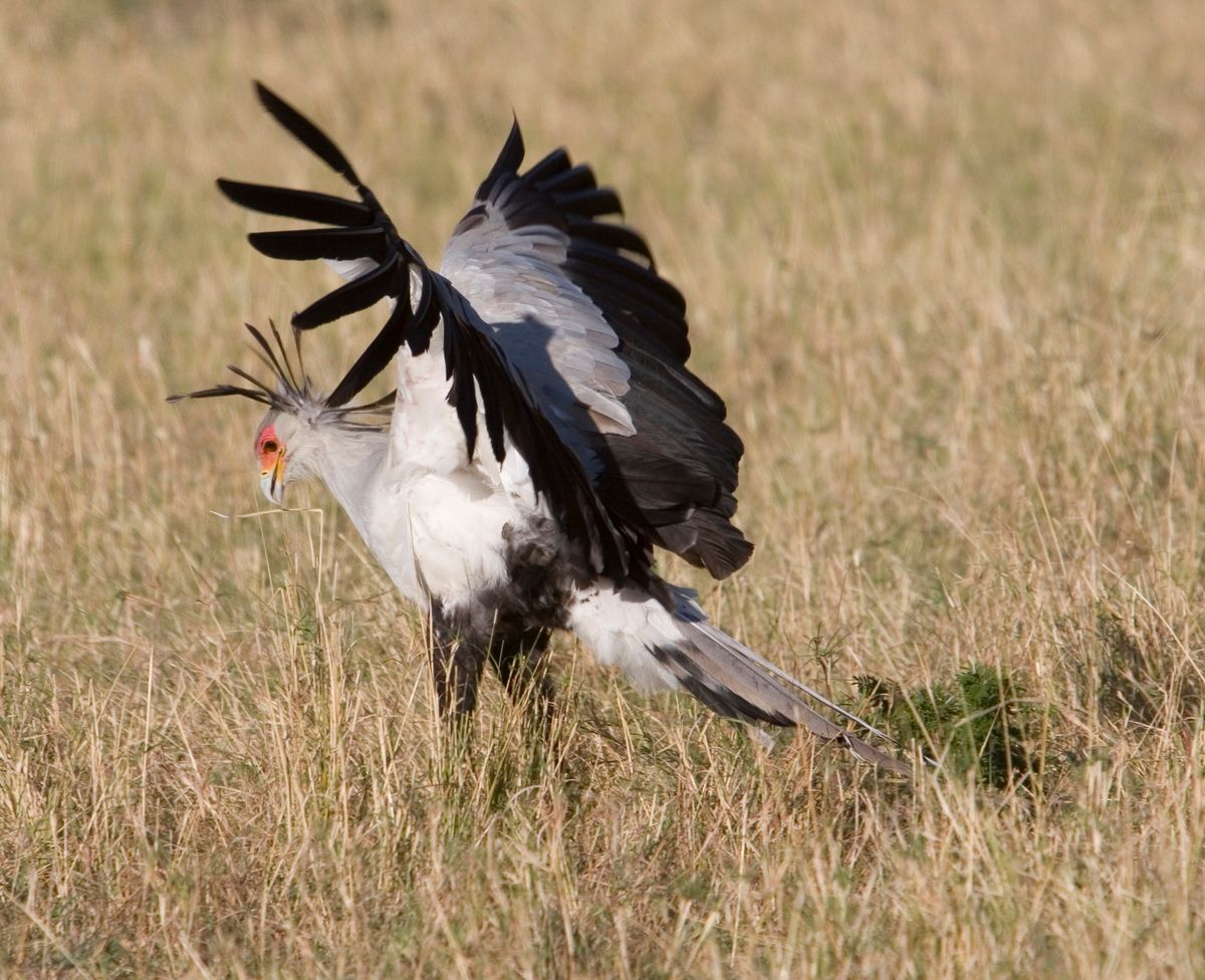 Ostafrika, Tansania, Kenia, Safari, Masai Mara, Sekretär, Vogel