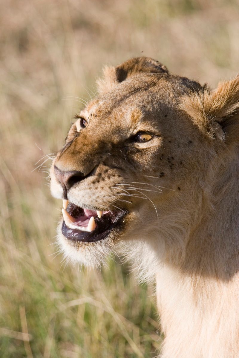 Ostafrika, Tansania, Kenia, Safari, Tierfoto, Masai Mara, Löwin