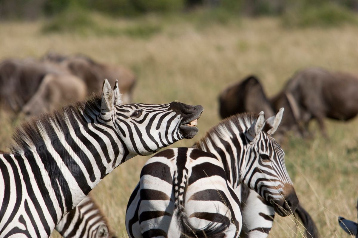 Ostafrika, Tansania, Kenia, Safari, Tierfoto, Masai Mara, Zebra