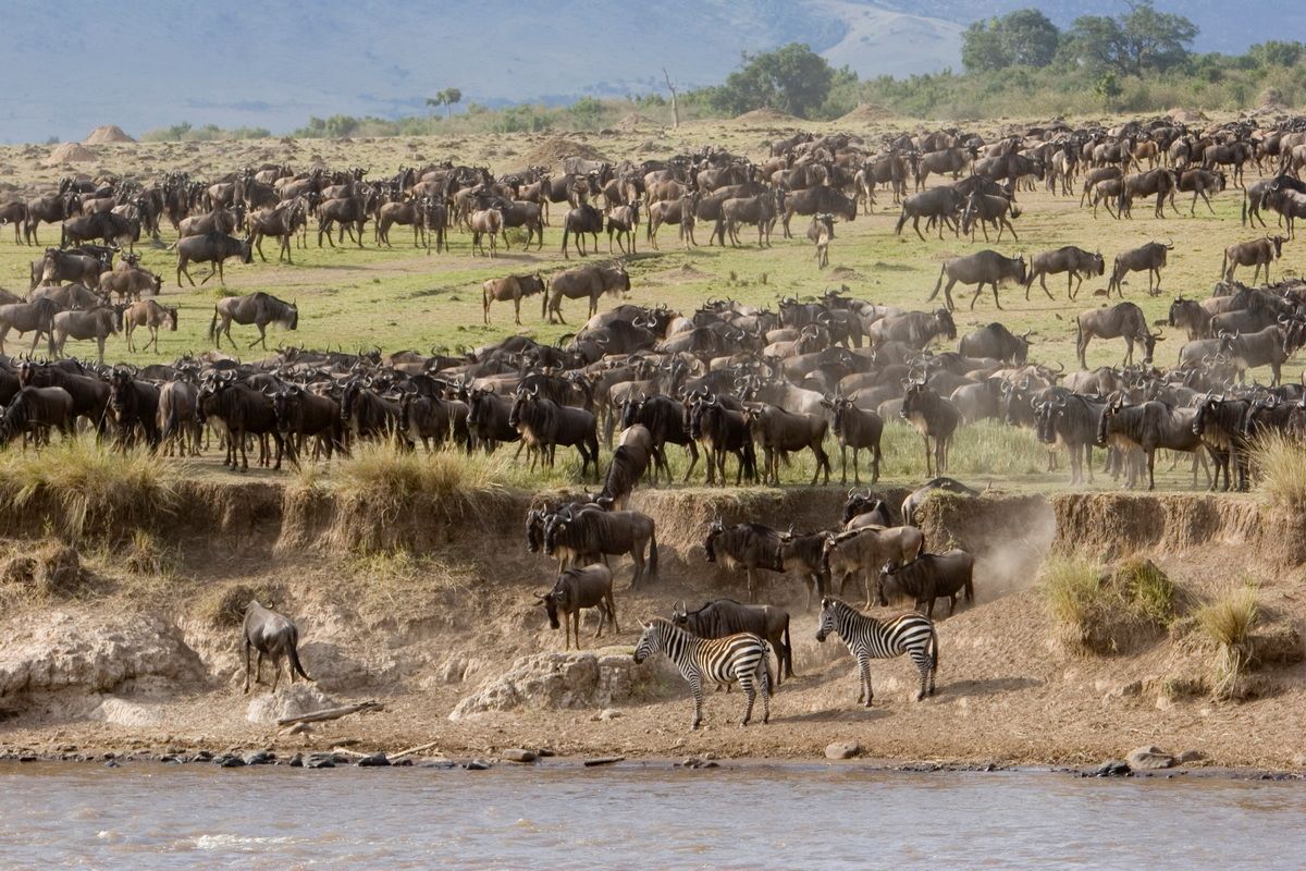 Ostafrika, Tansania, Kenia, Safari, Tierfoto, Masai Mara, Mara River, Gnu, Zebra