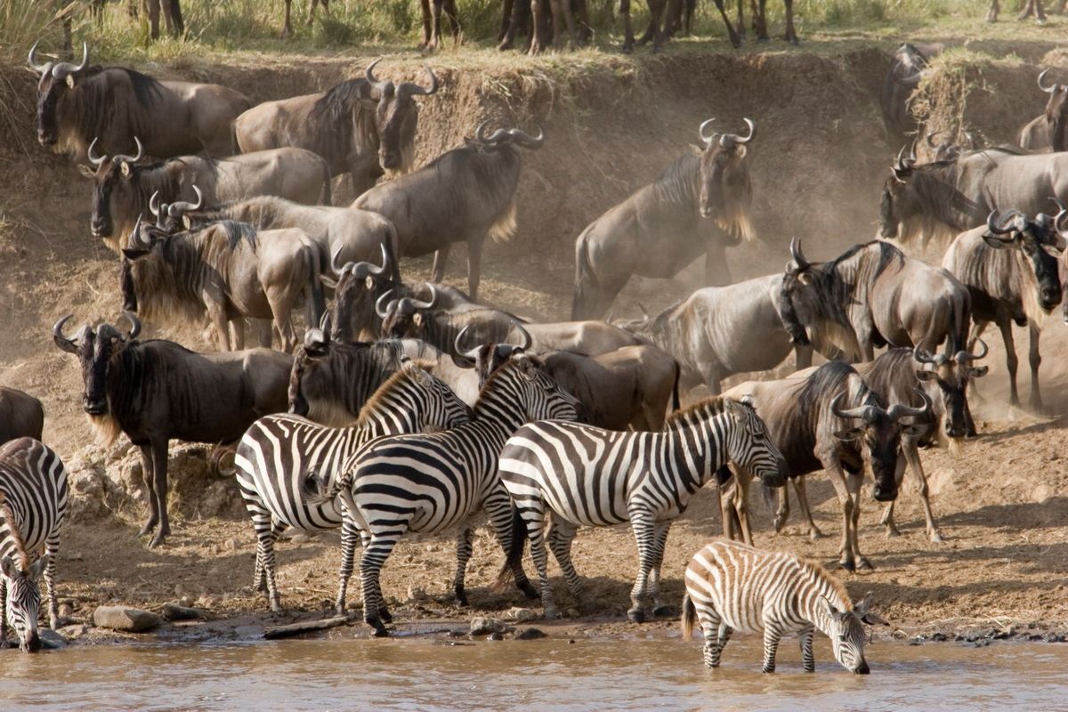 Ostafrika, Tansania, Kenia, Safari, Tierfoto, Masai Mara, Mara River, Gnu, Zebra
