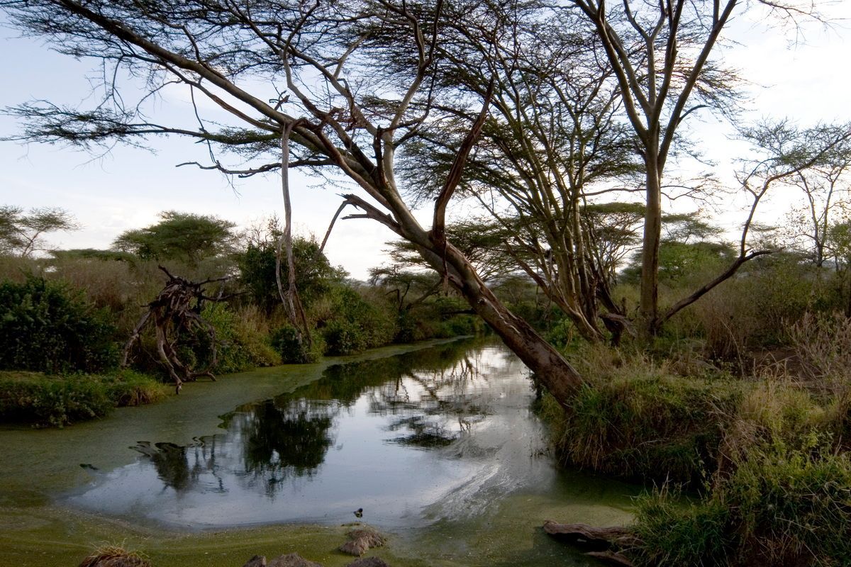 Ostafrika, Tansania, Kenia, Safari, Tierfoto, Masai Mara