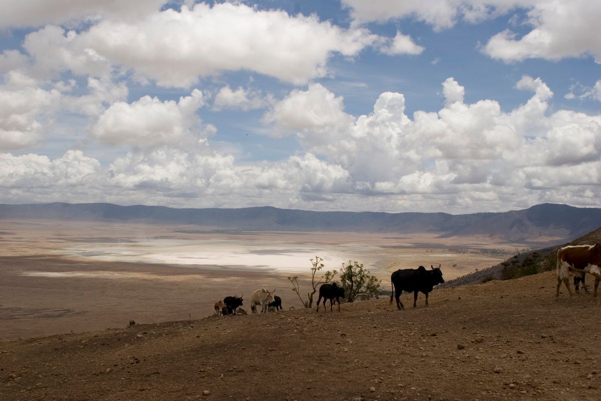 Ostafrika, Tansania, Kenia, Safari, Tierfoto, Ngorongoro