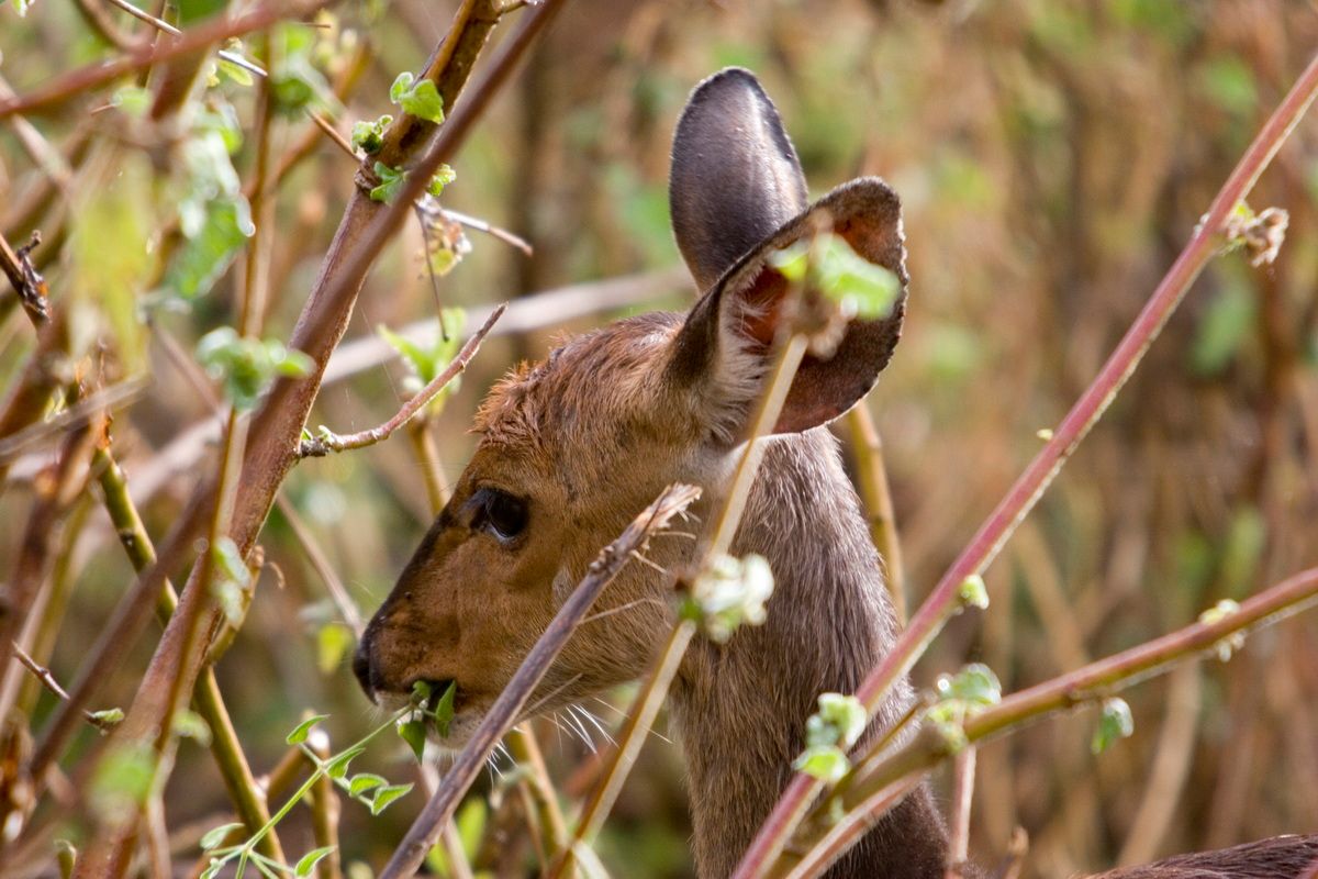 Ostafrika, Tansania, Kenia, Safari, Tierfoto, Ngorongoro, Antilope