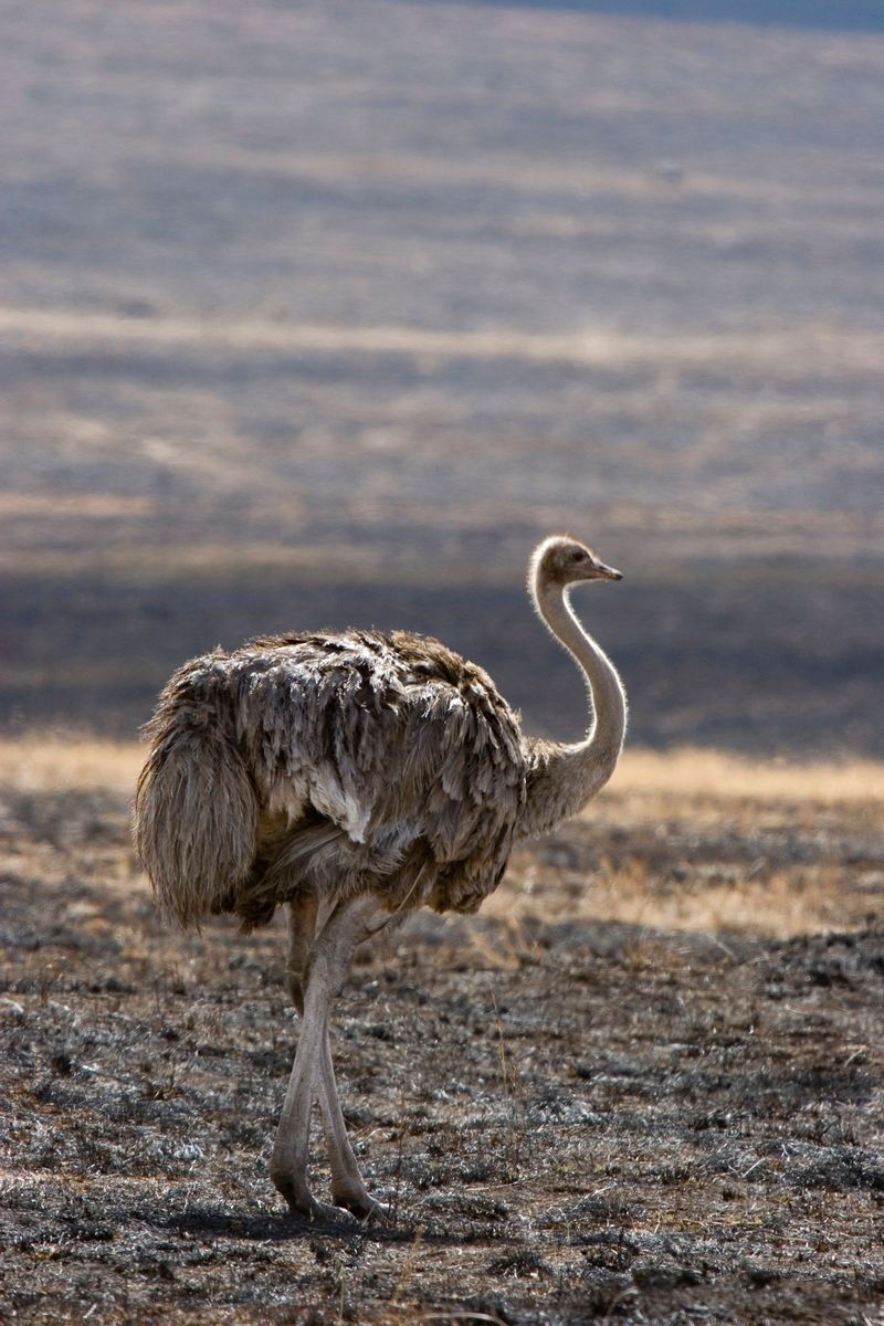 Ostafrika, Tansania, Kenia, Safari, Tierfoto, Ngorongoro, Straußenweibchen