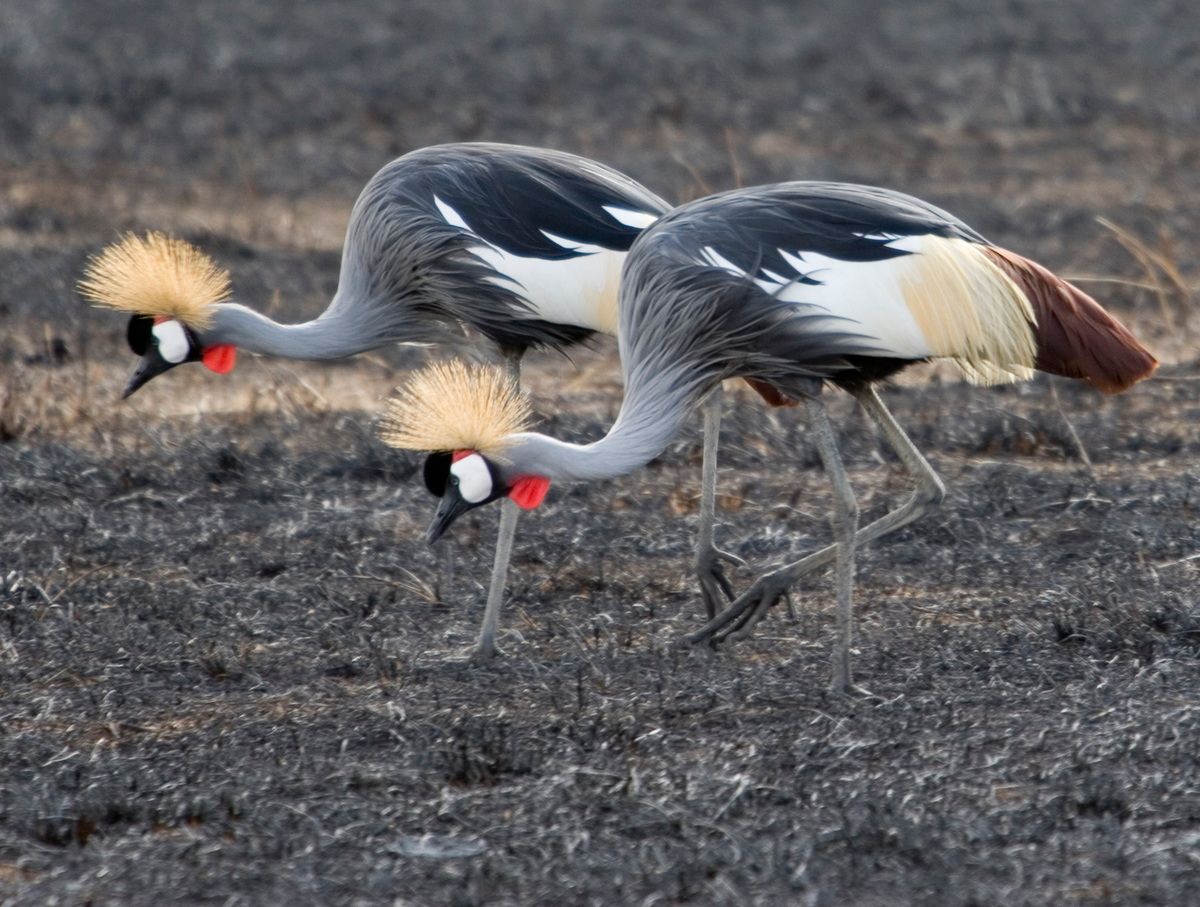 Ostafrika, Tansania, Kenia, Safari, Tierfoto, Ngorongoro, Kronenkranich