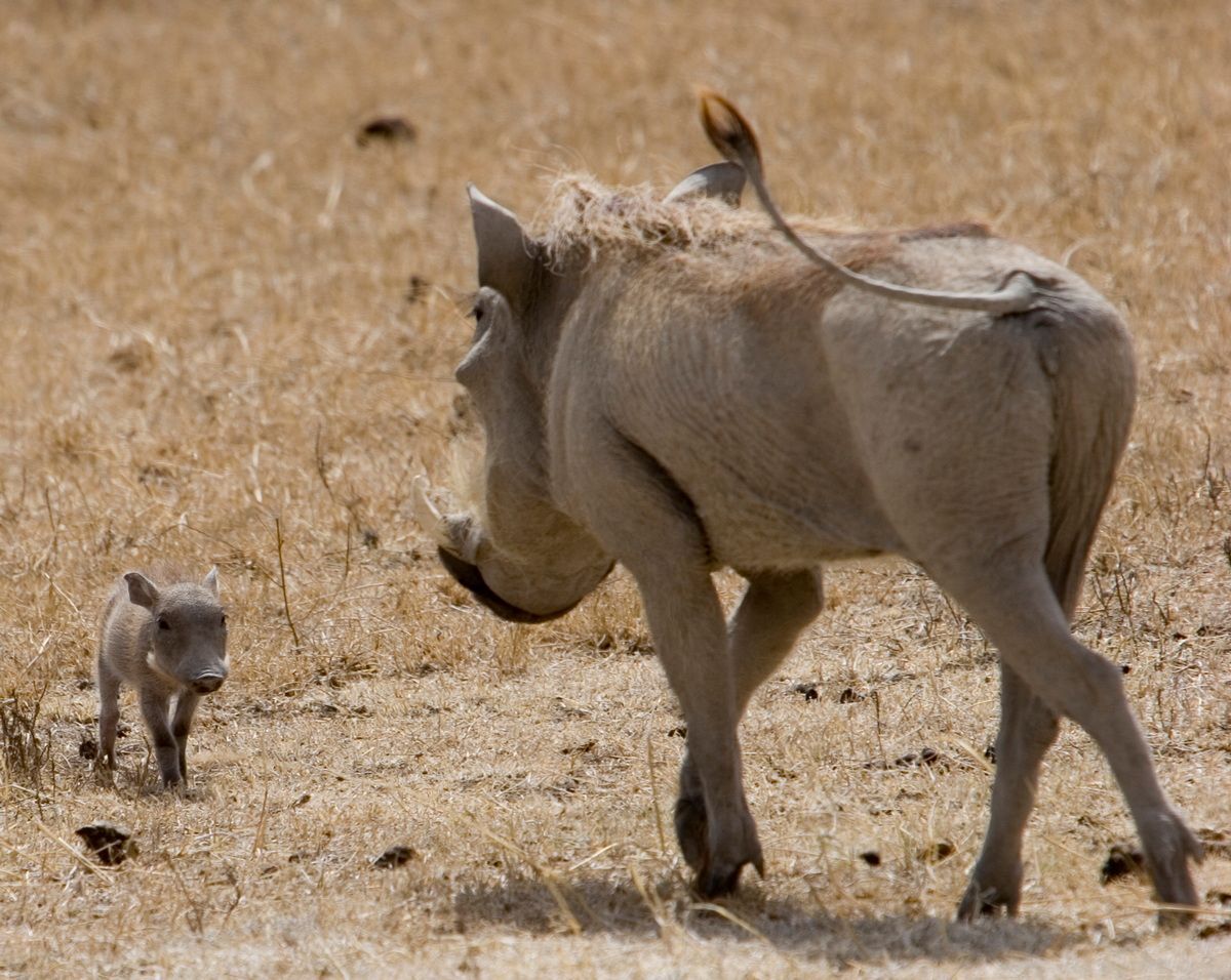 Ostafrika, Tansania, Kenia, Safari, Tierfoto, Ngorongoro, Warzenschwein mit Jungem