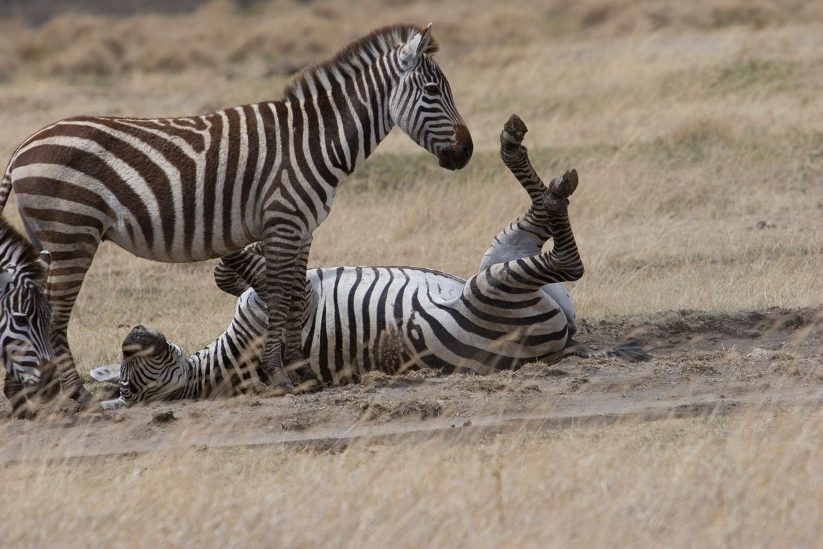 Ostafrika, Tansania, Kenia, Safari, Tierfoto, Ngorongoro, Zebras