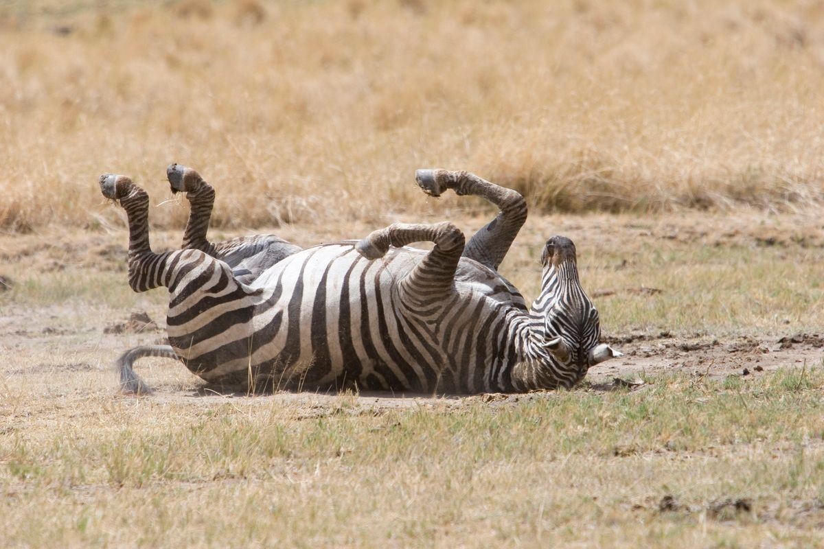 Ostafrika, Tansania, Kenia, Safari, Tierfoto, Ngorongoro, Zebras