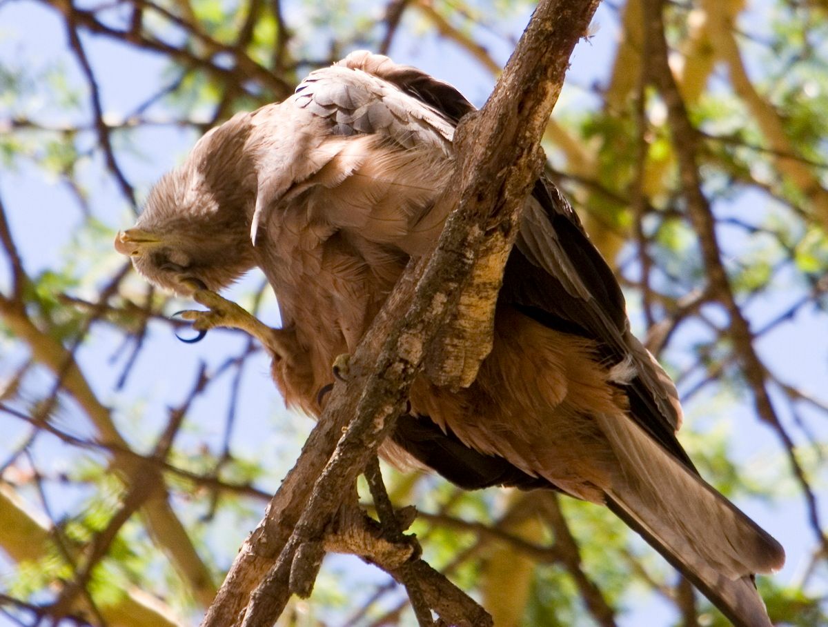 Ostafrika, Tansania, Kenia, Safari, Tierfoto, Ngorongoro, Falke