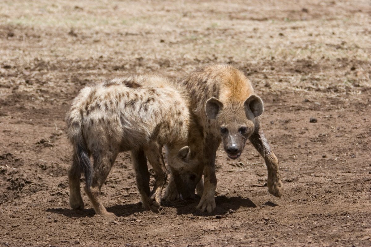 Ostafrika, Tansania, Kenia, Safari, Tierfoto, Ngorongoro, Hyäne