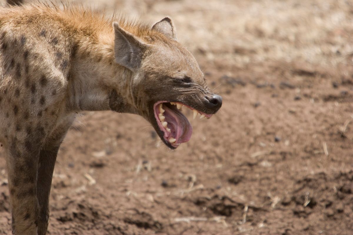 Ostafrika, Tansania, Kenia, Safari, Tierfoto, Ngorongoro, Hyäne