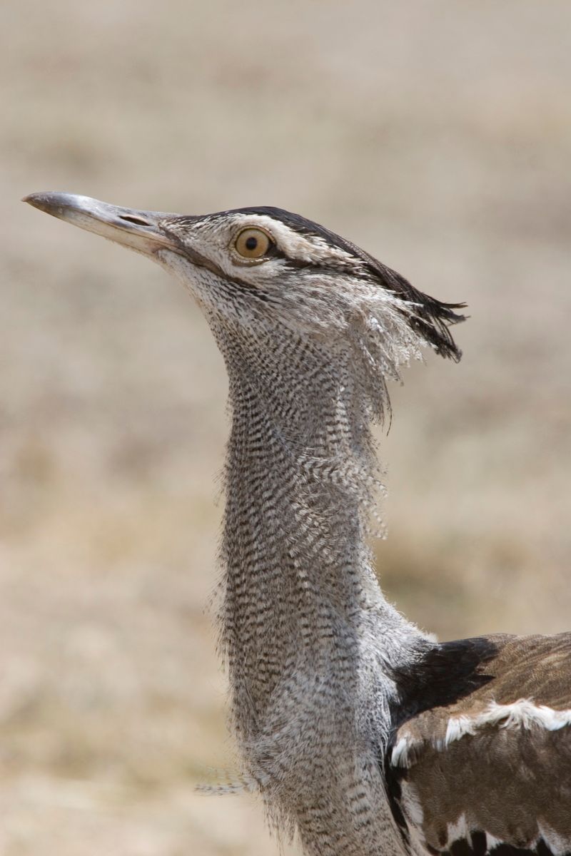 Ostafrika, Tansania, Kenia, Safari, Tierfoto, Ngorongoro, Trappe