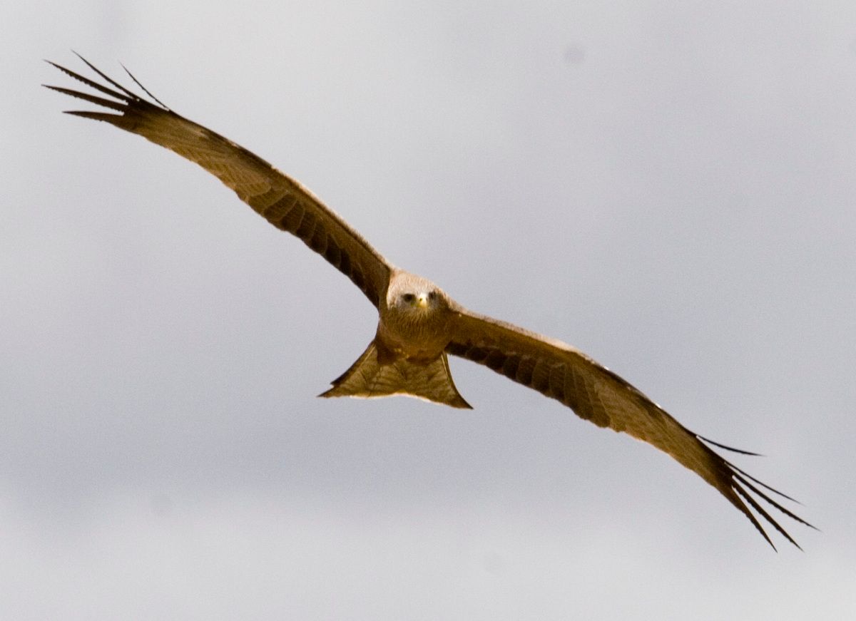 Ostafrika, Tansania, Kenia, Safari, Tierfoto, Ngorongoro, Habicht
