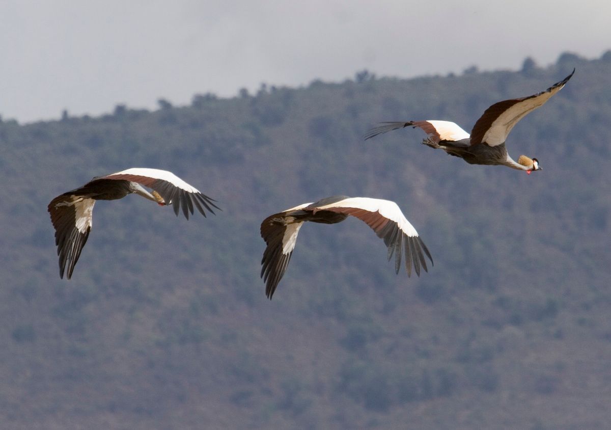 Ostafrika, Tansania, Kenia, Safari, Tierfoto, Ngorongoro, Kronenkraniche im Flug