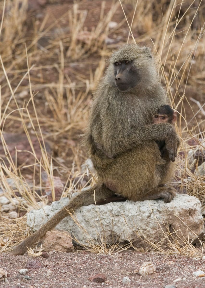 Ostafrika, Tansania, Kenia, Safari, Tierfoto, Ngorongoro, Affe, Pavianmutter mit Jungem