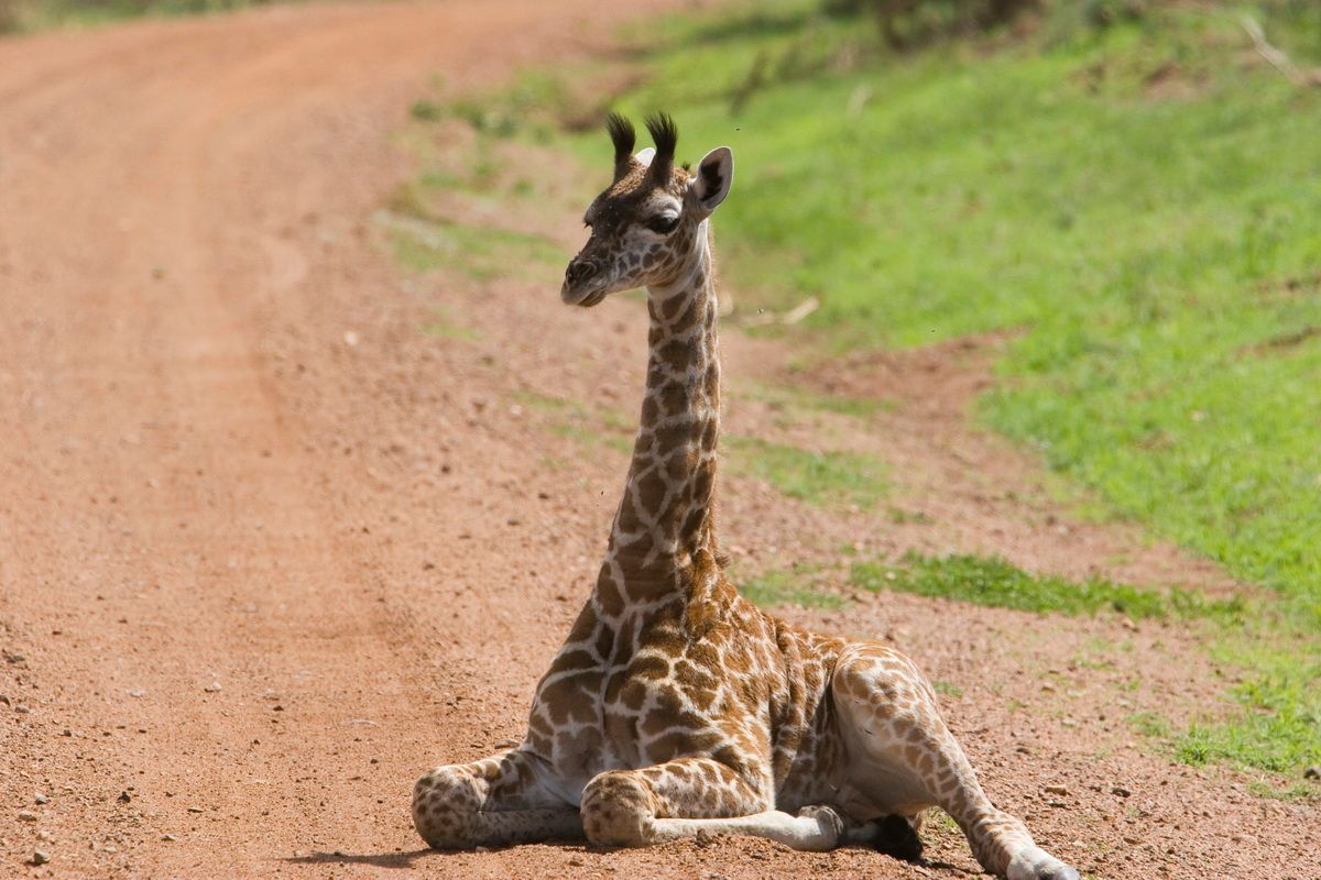 Ostafrika, Tansania, Kenia, Safari, Tierfoto, Serengeti, Giraffe