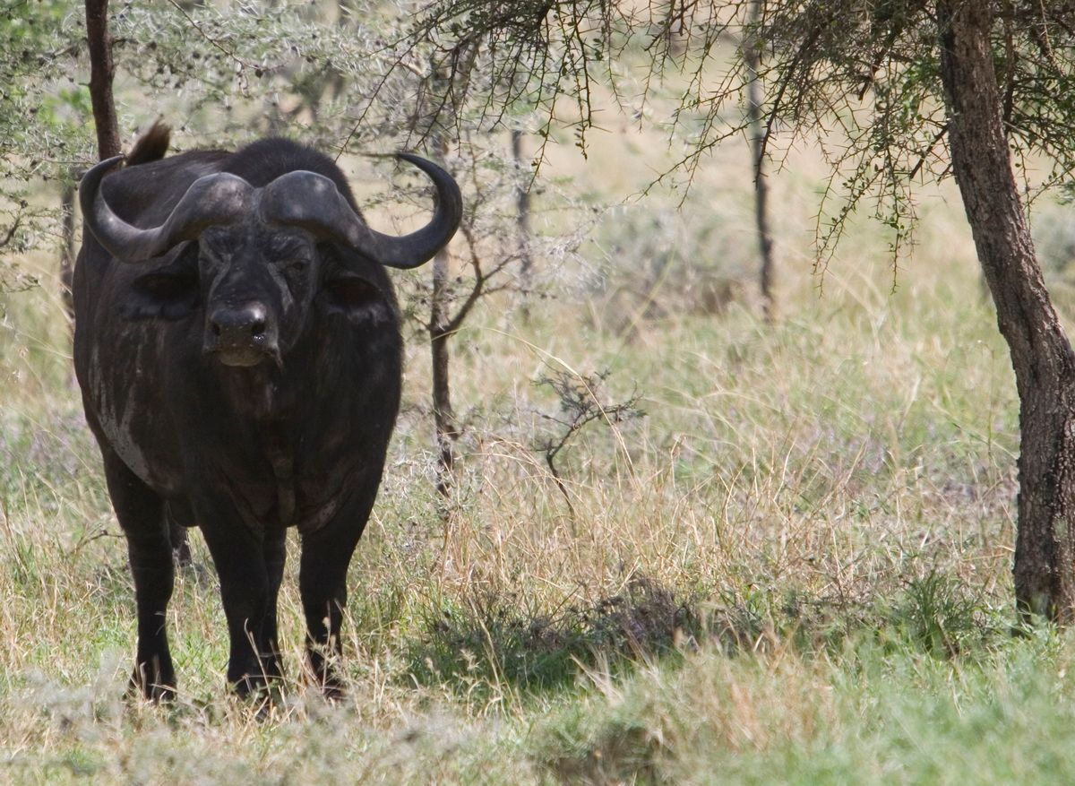 Ostafrika, Tansania, Kenia, Safari, Tierfoto, Serengeti, Kaffernbüffel