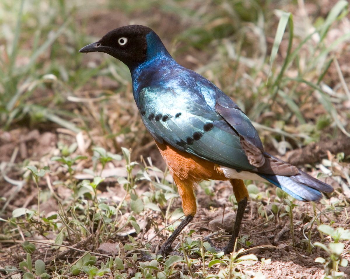 Ostafrika, Tansania, Kenia, Safari, Tierfoto, Serengeti, Star