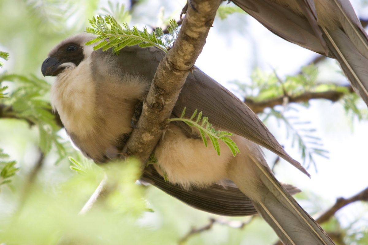 Ostafrika, Tansania, Kenia, Safari, Tierfoto, Serengeti, Vogel