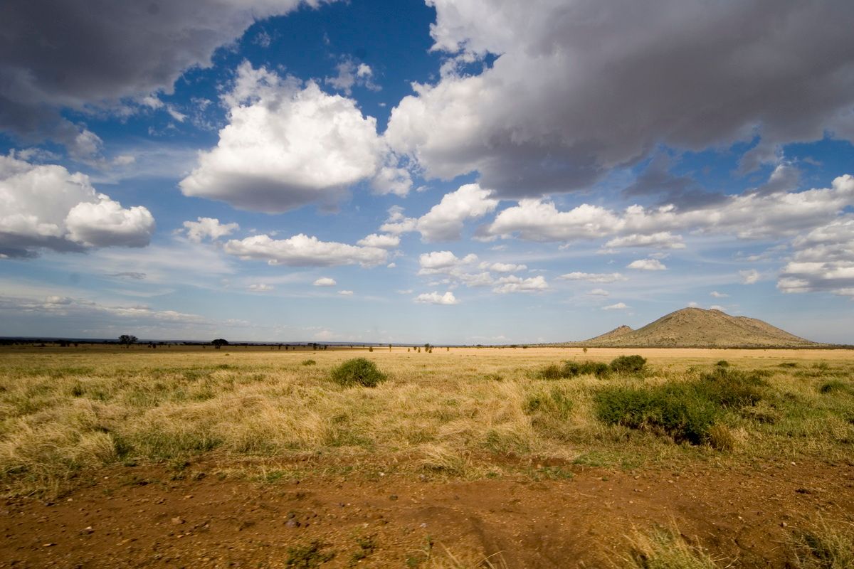 Ostafrika, Tansania, Kenia, Safari, Tierfoto, Serengeti, Antilope, Dikdik