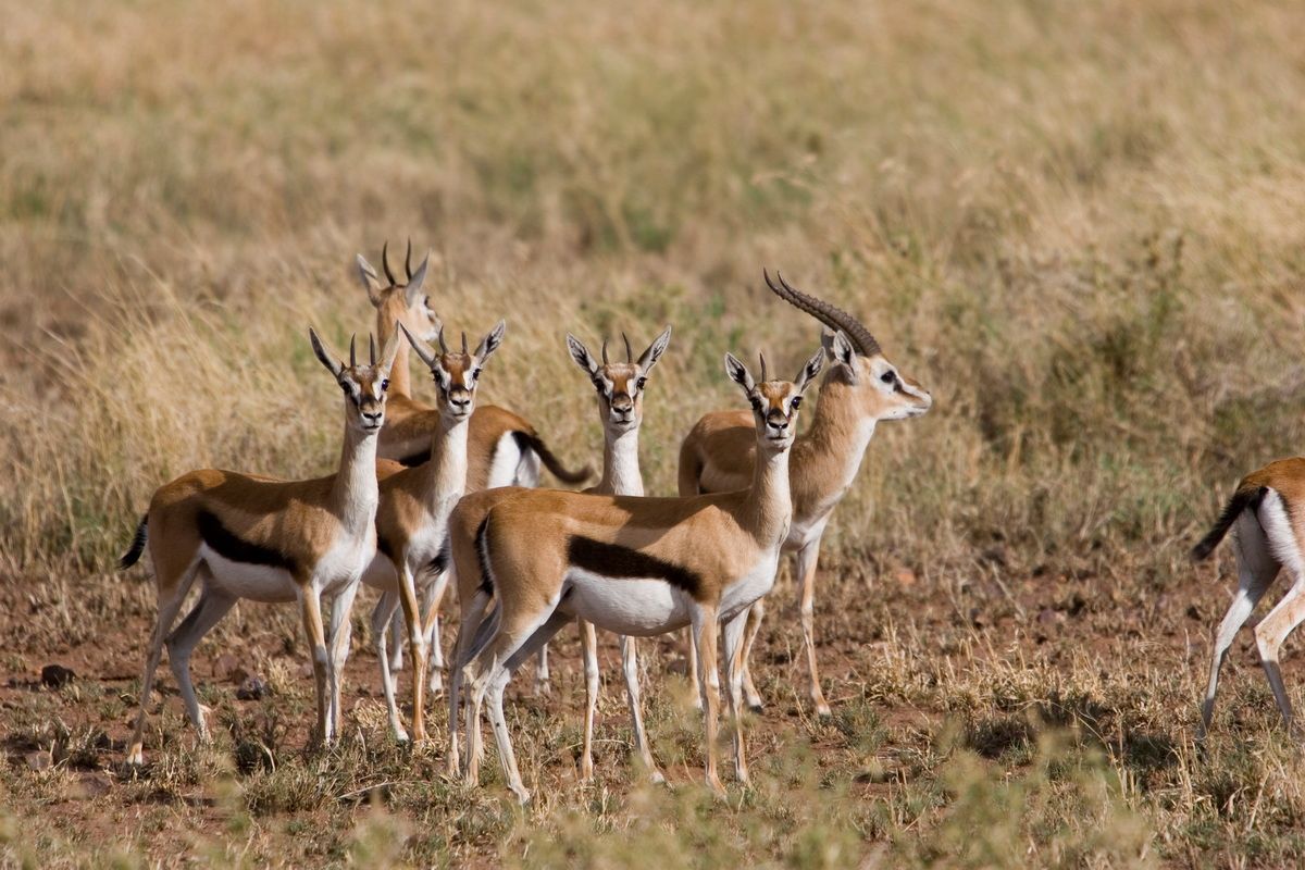 Ostafrika, Tansania, Kenia, Safari, Tierfoto, Serengeti, Antilope, Impalas
