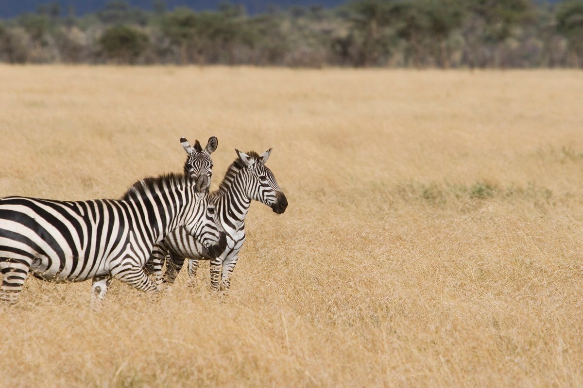 Ostafrika, Tansania, Kenia, Safari, Tierfoto, Serengeti, Zebras