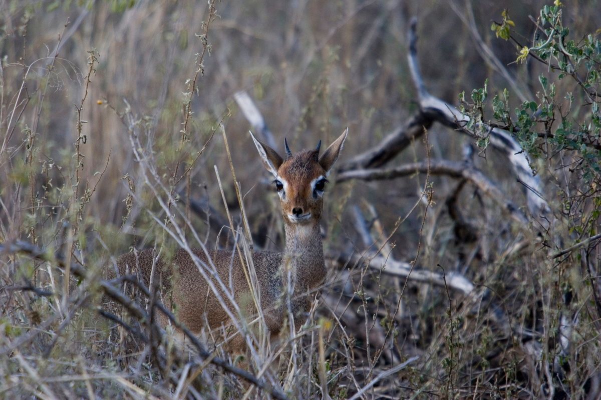 Ostafrika, Tansania, Kenia, Safari, Tierfoto, Serengeti, Antilope, Dikdik