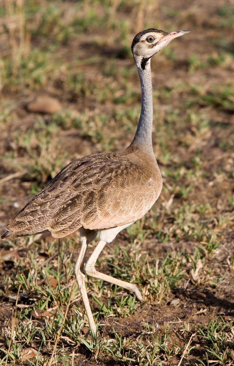 Ostafrika, Tansania, Kenia, Safari, Tierfoto, Serengeti, Trappe