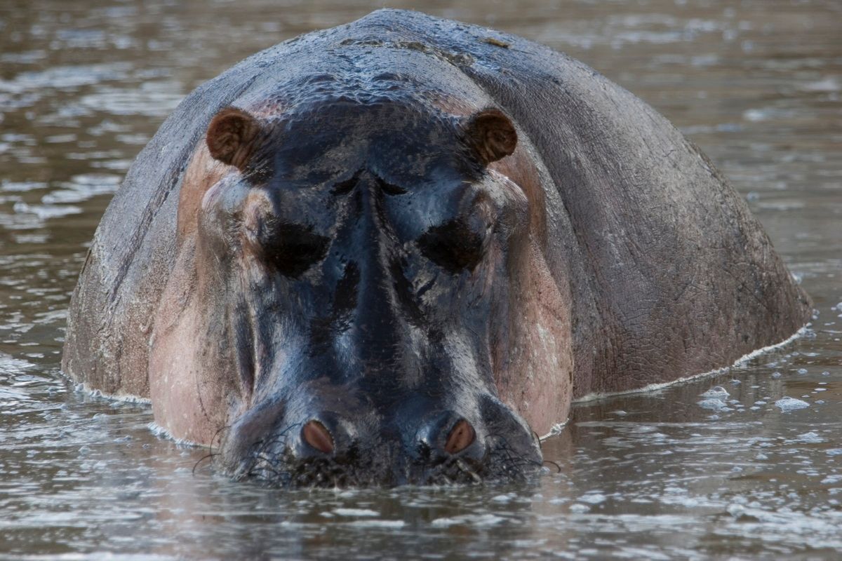 Ostafrika, Tansania, Kenia, Safari, Tierfoto, Serengeti, Flusspferde