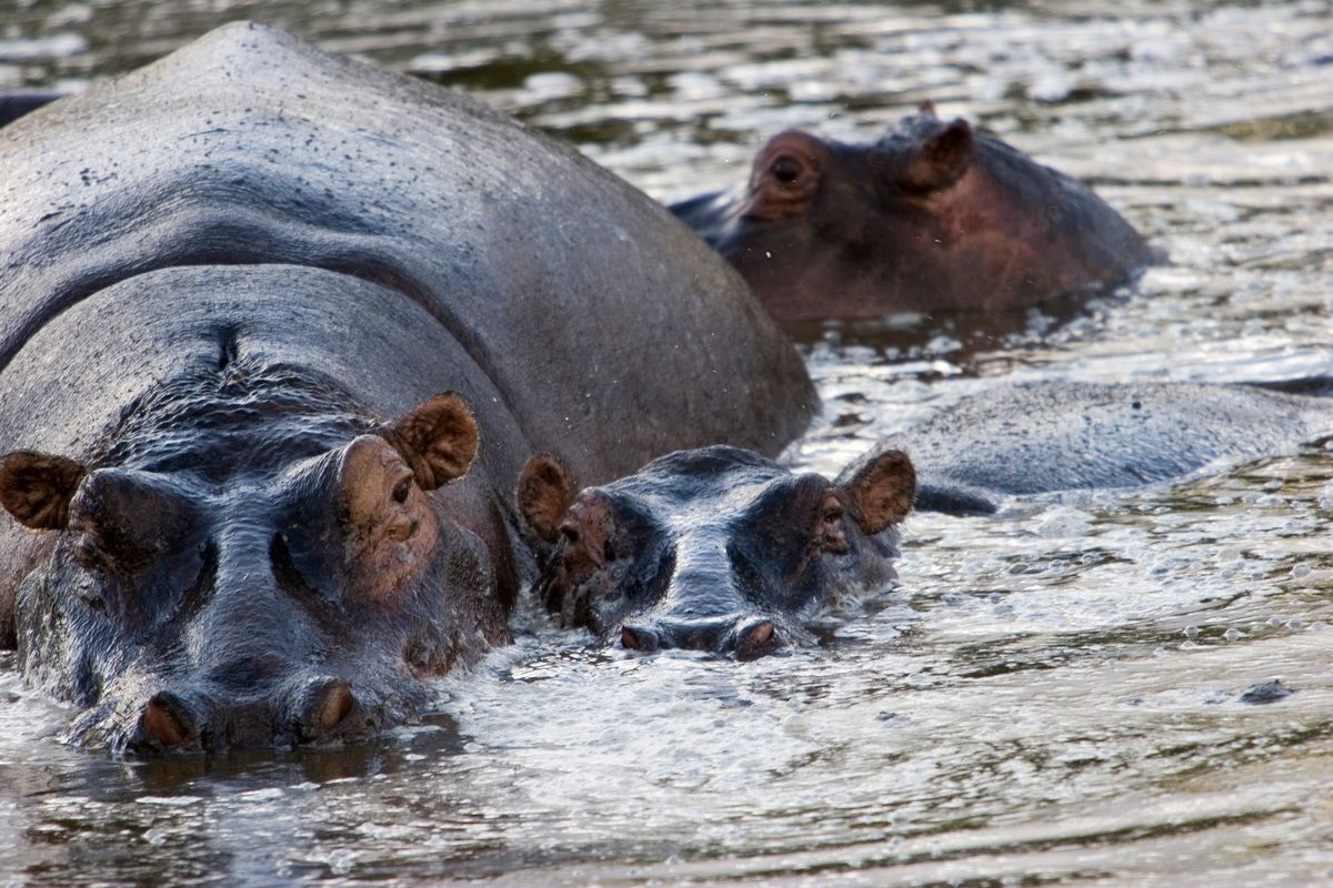 Ostafrika, Tansania, Kenia, Safari, Tierfoto, Serengeti, Flusspferde