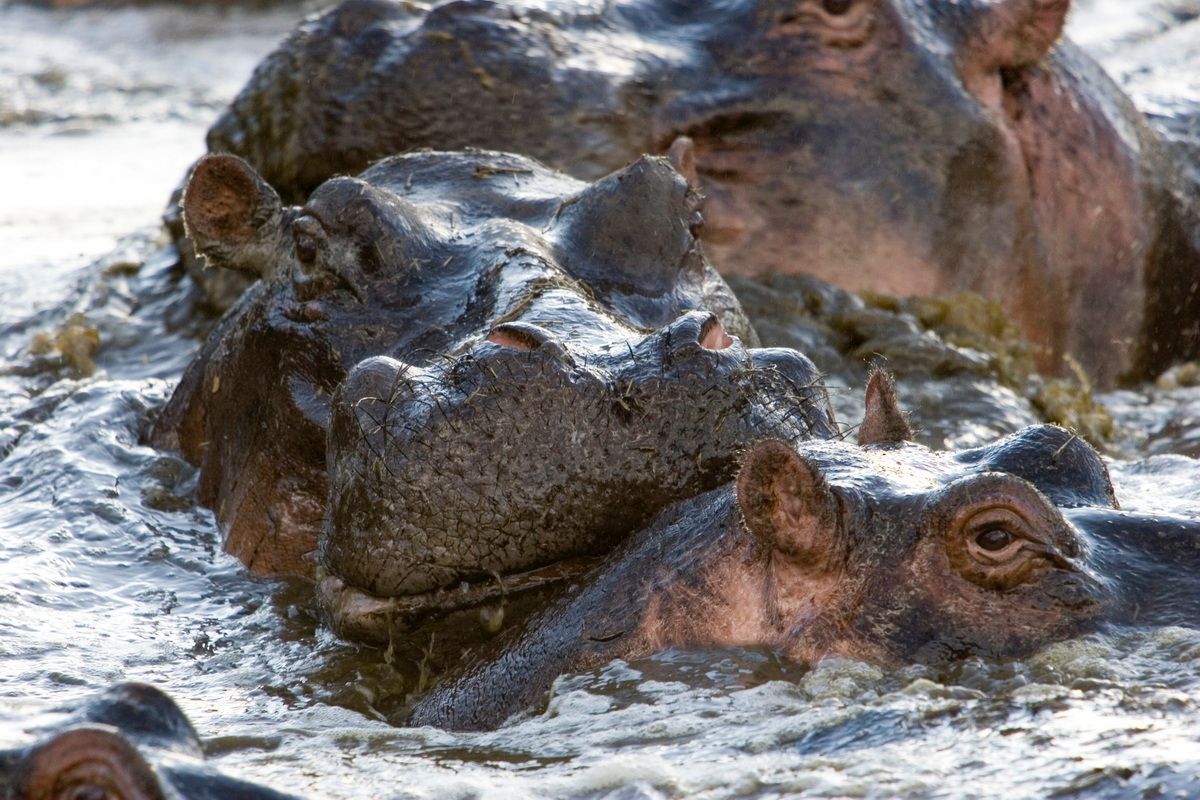 Ostafrika, Tansania, Kenia, Safari, Tierfoto, Serengeti, Flusspferde