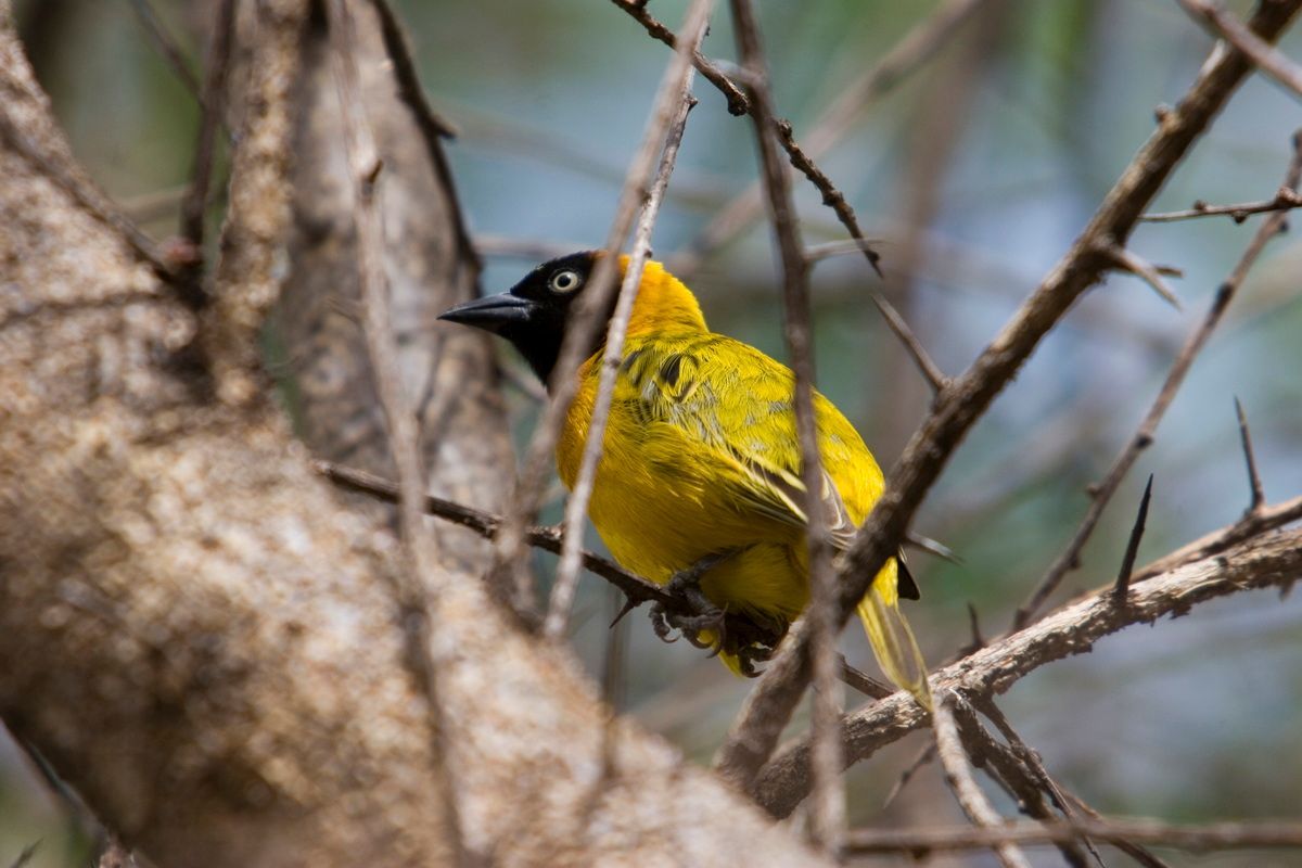 Ostafrika, Tansania, Kenia, Safari, Tierfoto, Serengeti, Webervogel