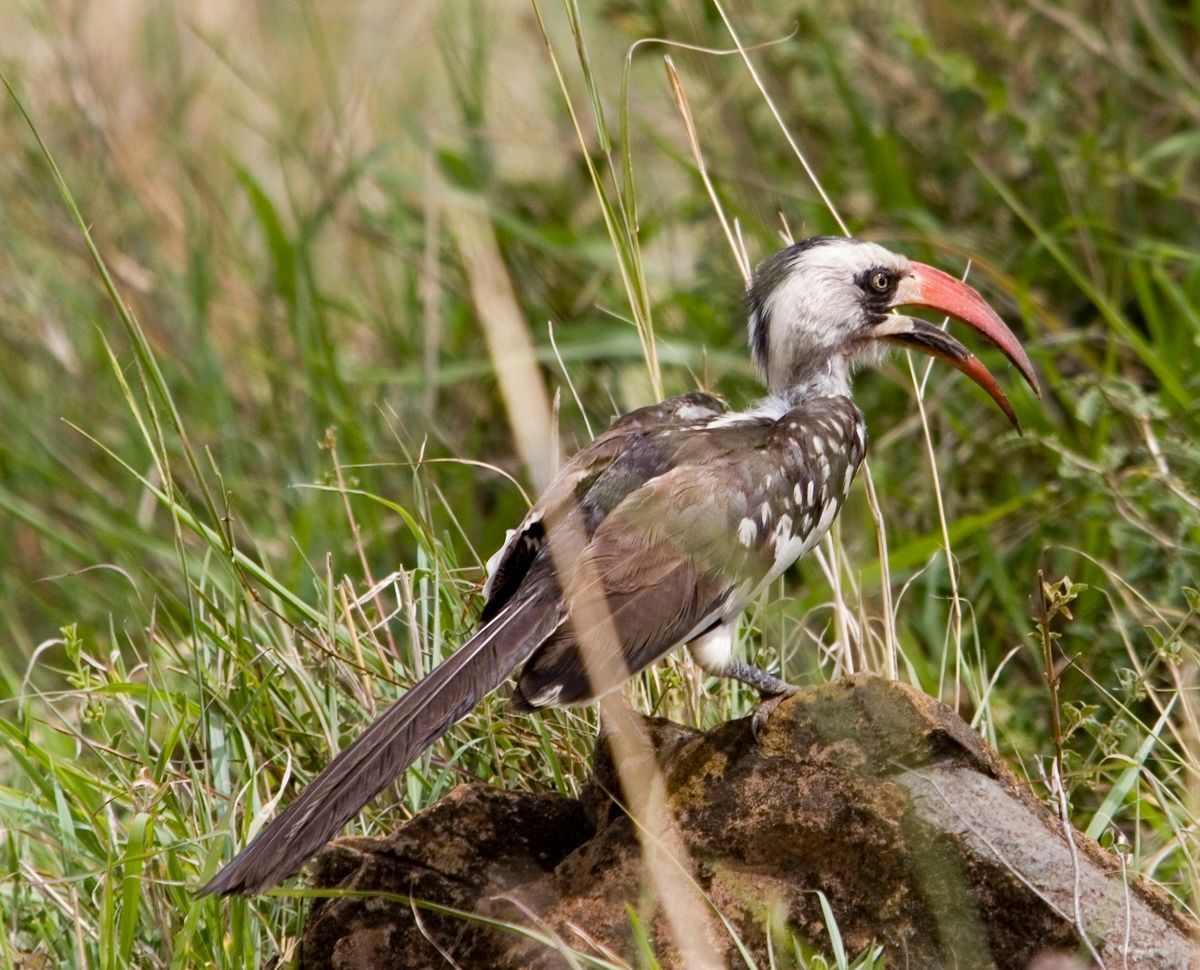 Ostafrika, Tansania, Kenia, Safari, Tierfoto, Serengeti, Tukan