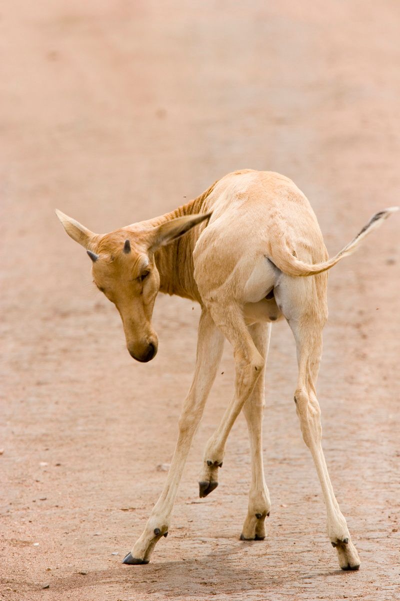Ostafrika, Tansania, Kenia, Safari, Tierfoto, Serengeti, Antilope