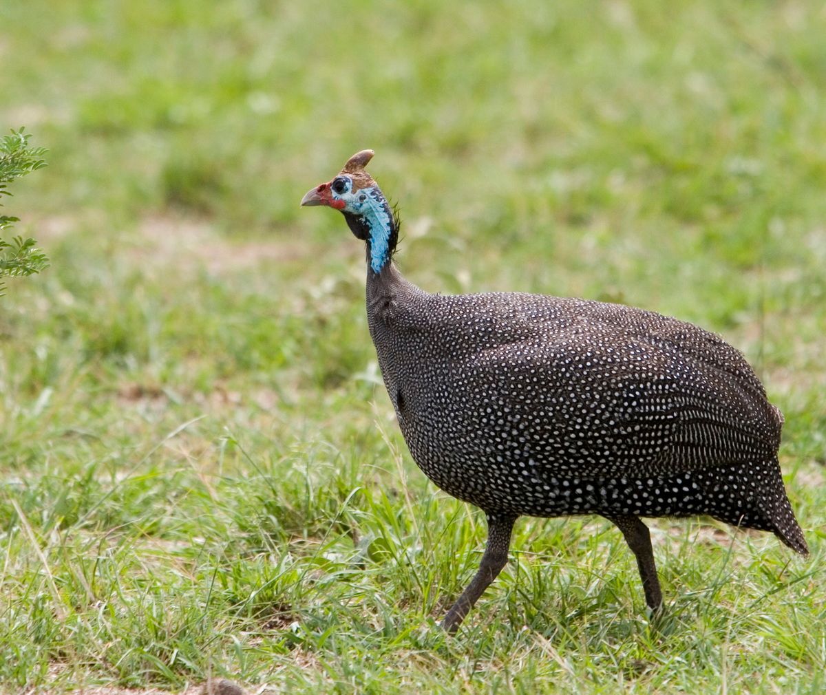 Ostafrika, Tansania, Kenia, Safari, Tierfoto, Serengeti, Löwen