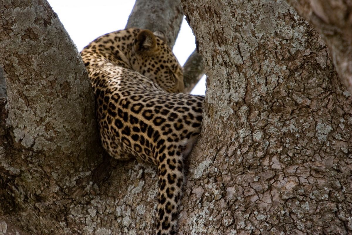 Ostafrika, Tansania, Kenia, Safari, Tierfoto, Serengeti, Leopard im Baum