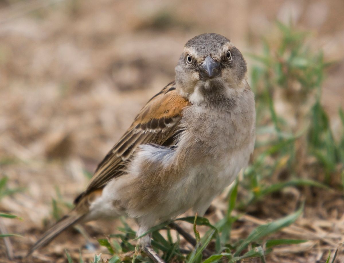 Ostafrika, Tansania, Kenia, Safari, Tierfoto, Serengeti, Spatz