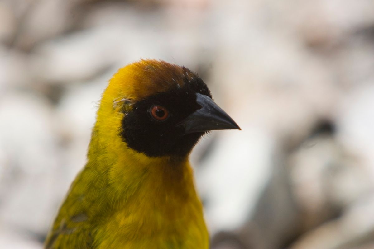 Ostafrika, Tansania, Kenia, Safari, Tierfoto, Serengeti, Webervogel
