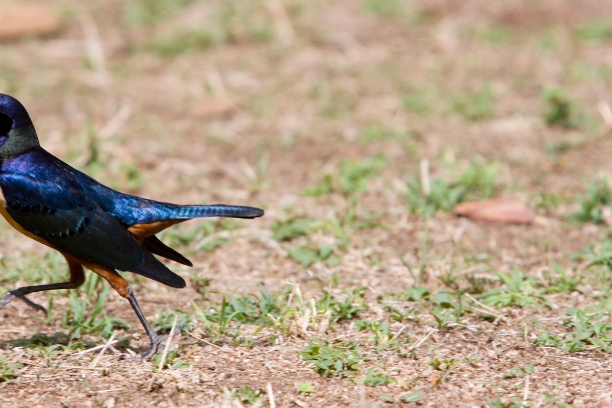 Ostafrika, Tansania, Kenia, Safari, Tierfoto, Serengeti, Star
