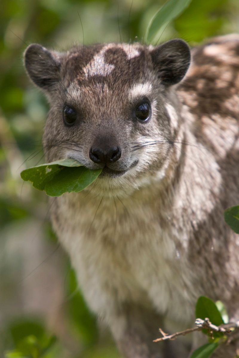 Ostafrika, Tansania, Kenia, Safari, Tierfoto, Serengeti, Klippschliefer