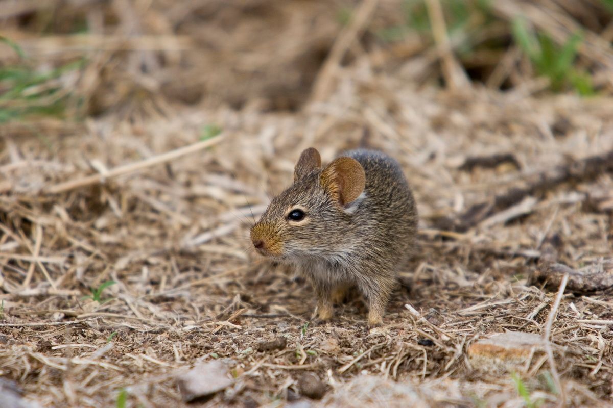 Ostafrika, Tansania, Kenia, Safari, Tierfoto, Serengeti, Maus