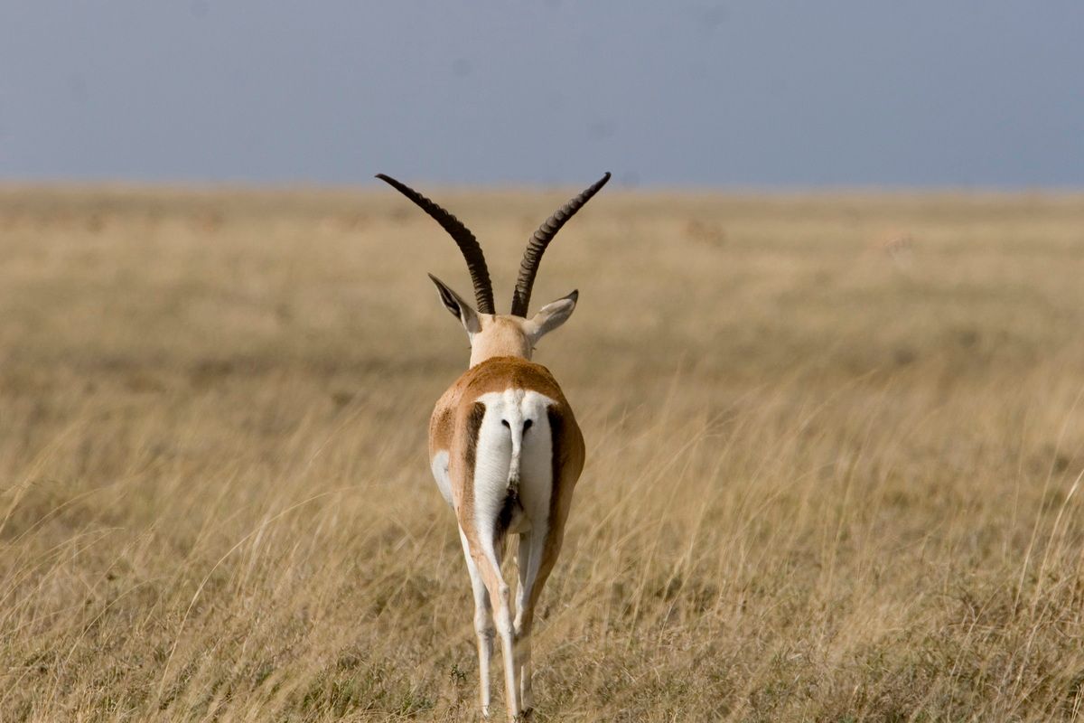Ostafrika, Tansania, Kenia, Safari, Tierfoto, Serengeti, Antilope, Impala