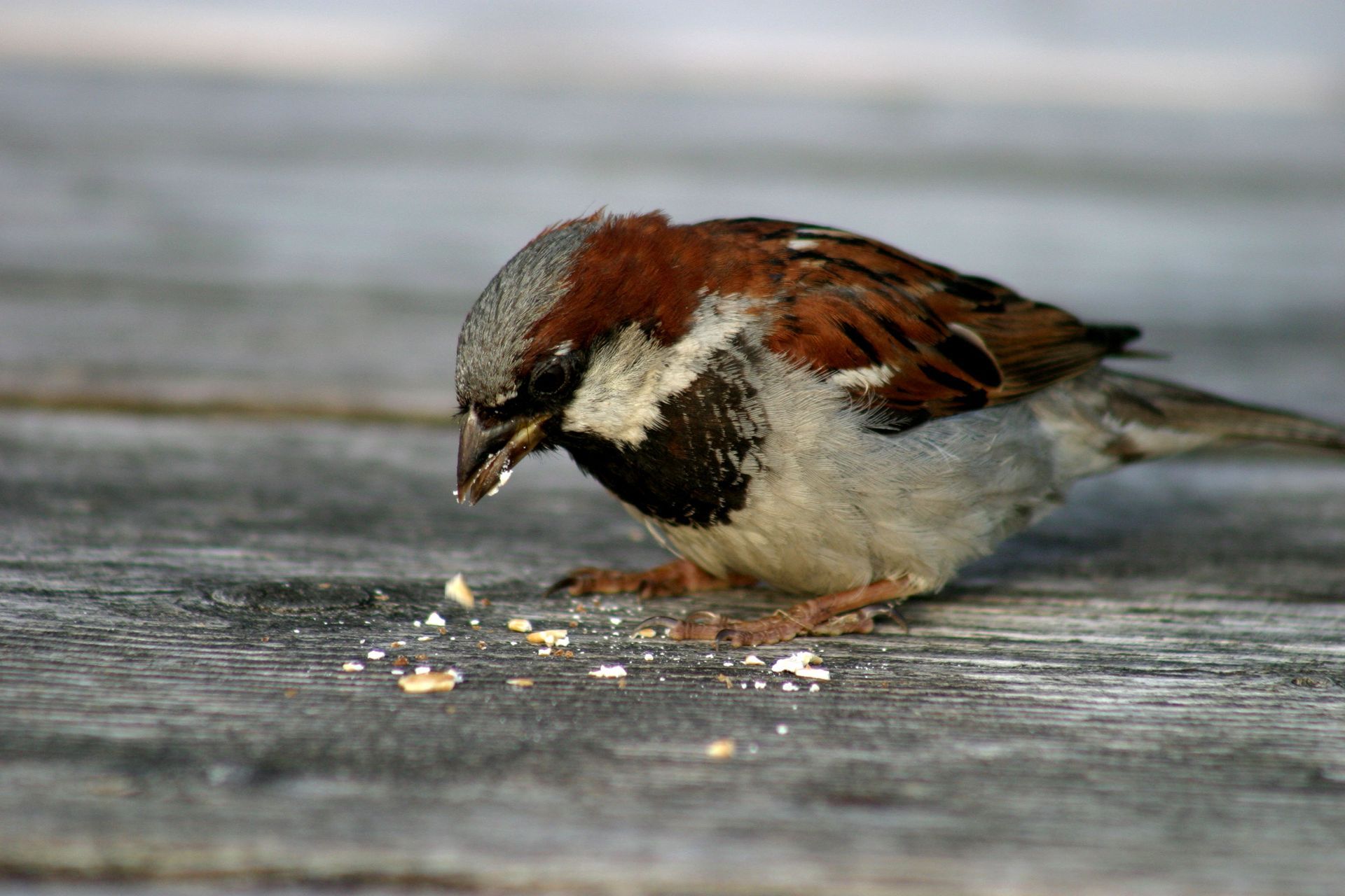 Spatz, Sperling