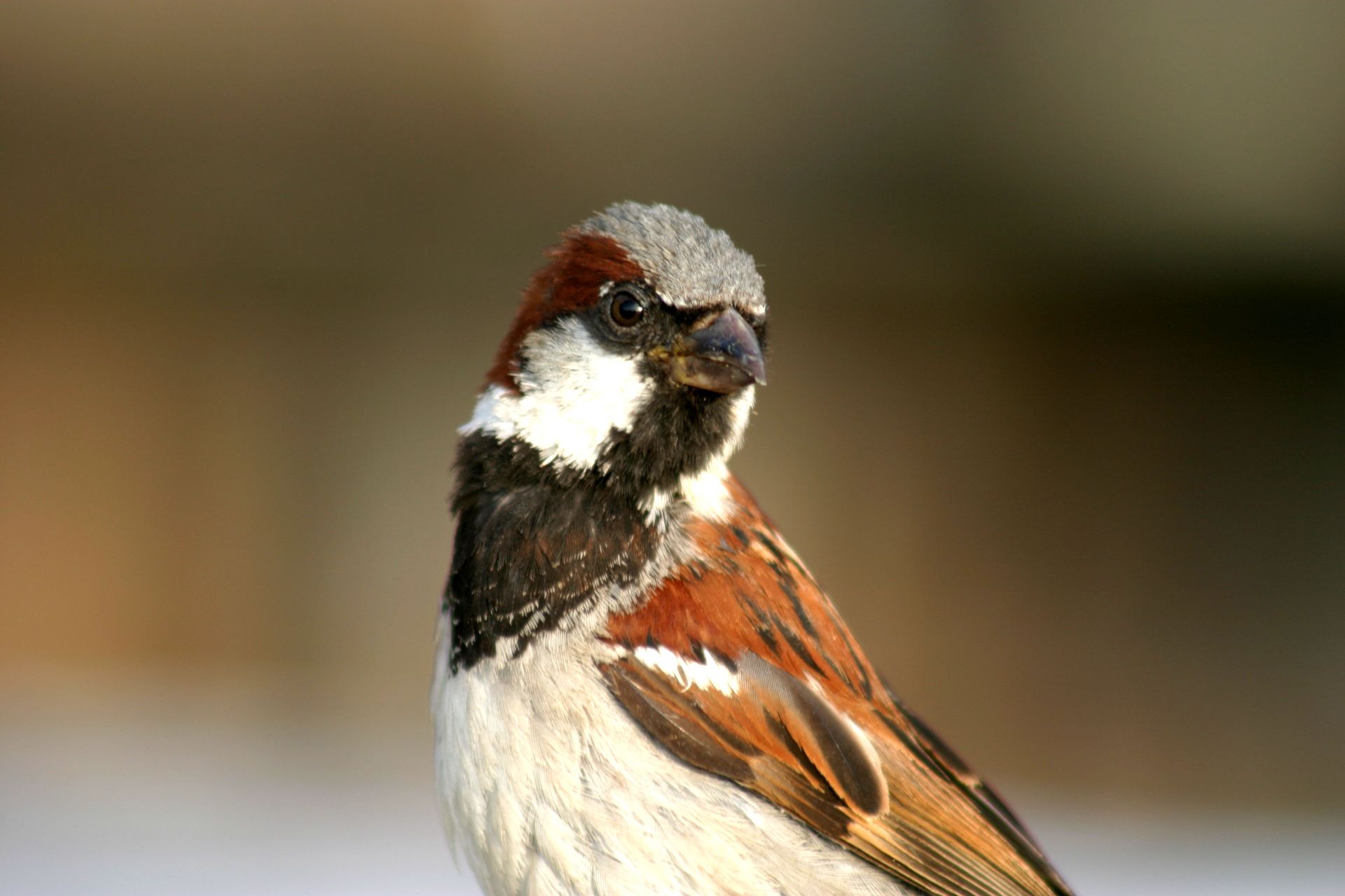 Spatz, Sperling